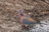 Laughing Dove - Savuti