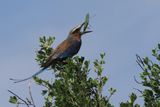 Lilac-breasted Roller - Moremi