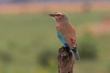 Lilac-breasted Roller - Savuti