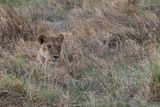 Lion - close to Moremi camp site