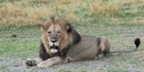 Lion - close to Moremi camp site