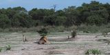 Lion - close to Savuti camp site