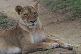 Lion - road block Chobe