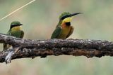Little Bee-eater - Savuti