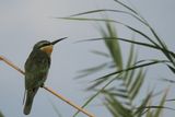 Little Bee-eater - Chobe River