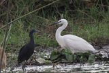 Little Egret - Moremi