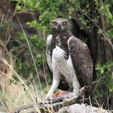 Martial Eagle - Savuti