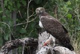 Martial Eagle - Savuti