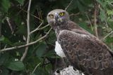 Martial Eagle - Savuti