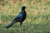 Mevess Starling - Moremi