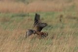 Montagus Harrier - Savuti