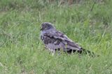 Montagus Harrier - Savuti