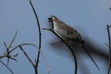 Namaqua Dove - Moremi