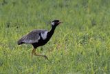 Northern Black Korhaan - Savuti