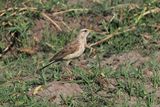 Plain-backed Pipit - Moremi