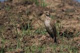 Plain-backed Pipit - Moremi