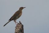 Plain-backed Pipit - Savuti