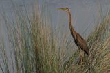 Purple Heron - Moremi