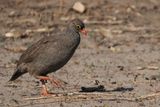 Red-billed Spurfowl - Mabape