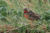 Rosy-throated Longclaw - Savuti