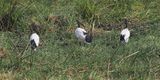 Sacred Ibis - Moremi