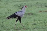 Secretary Bird - Savuti