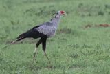 Secretary Bird - Savuti