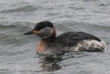 Red-necked Grebe, Hogganfield Loch, Glasgow