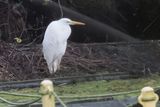 Great White Egret, Strathclyde Loch