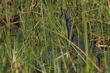 Slaty Egret - Moremi