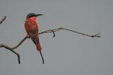 Southern Carmine Bee-eater - Savuti