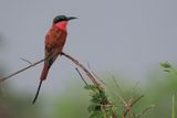 Southern Carmine Bee-eater - Savuti