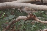 Southern Grey-headed Sparrow - Chobi