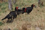 Southern Ground Hornbill - Moremi