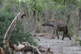 Spotted Hyena - Mabape