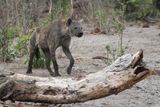 Spotted Hyena - Mabape