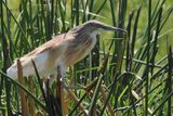 Squacco Heron - Moremi