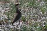 Temmincks Courser - Savuti