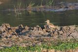 Water Thick-knee - Moremi