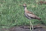 Water Thick-knee - Chobe