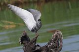 Whiskered Tern - Chobe River