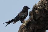 Fork-tailed Drongo - Mabape