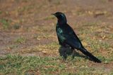 Burchells Starling - Moremi