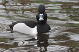 Ring-necked Duck, Maxwell Park, Glasgow