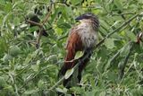 White-browed Coucal - Chobe