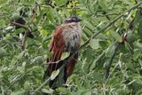 White-browed Coucal - Chobe