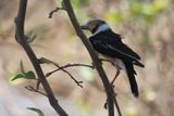 White-crested Helmetshrike - Mabape