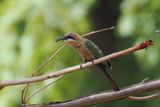 White-fronted Bee-eater - Chobe