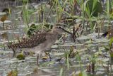 Wood Sandpiper - Mabape