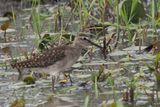 Wood Sandpiper - Mabape